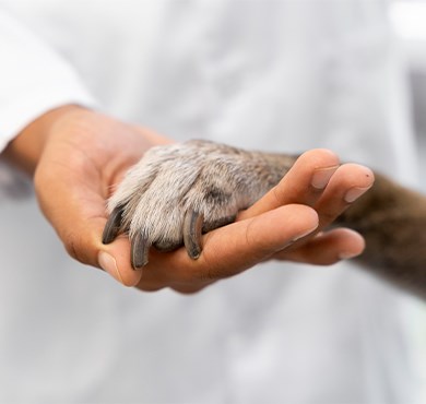 Sevimli Dostum Sigortası